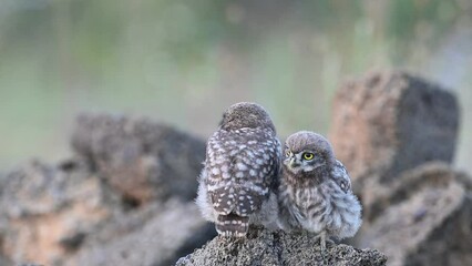 Bird Little owl in natural habitat Athene noctua. Two chicks are sitting on a rock, turning their heads.. Beautiful background.