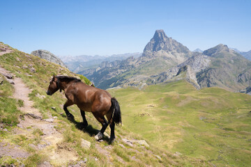 Fototapeta na wymiar horse walking up a green hill in the mountains of the Pyrenees