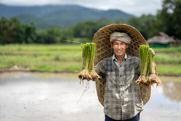 Farmer smiling happily holds rice seedlings before planting rice with a hat woven from ancient...