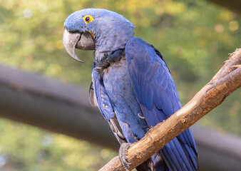 The hyacinth macaw is a blue-eyed parrot endemic to South America. With a weight of up to 1.3 kg and a length of up to one meter, the hyacinth macaw is the largest flying parrot in the world.