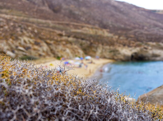 Obraz na płótnie Canvas Grass over beach in aegean island