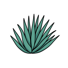 agave doodle icon, vector color line illustration