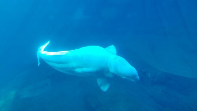 Water Fin Underwater Beluga Whale Fluid Marine Biology