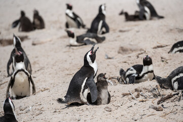 Penguins with babies sunbathing at Boulders beach