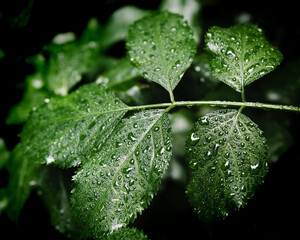 high contrast green leafs with water drops