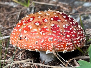 Fly Agaric mushroom (Amanita muscaria), fly amanita, Roter Fliegenpilz, matamoscas, falsa oronja, amanite tue-mouches, fausse oronge, gljiva muhara, muhor, zmijska gljiva, bjesnjača or omorka