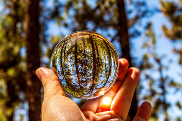Conjunto de Pinus sp que pertenece a la familia Pinaceae, reflejado en una lensball, en la isla de...