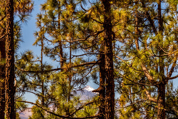 Pico del Teide entre ramas de Pinus sp que pertenece a la familia Pinaceae, en la isla de Tenerife.