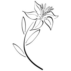 lily, graceful flower, black pattern on a white background