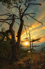 Fototapeta na wymiar Beautiful landscape showing old tree on the peak of the mountain during summer sunset