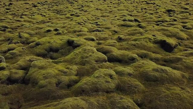 Moss close-up in Iceland. Fields and land on the island of volcanoes. Green moss on the rocks. Tourism and trekking in Iceland. Fly over the soil from a drone in the north of the Earth. Cold latitude.