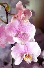 Orchid phalaenopsis big lip cultivar Queen's Kiss with different mutation on one peduncle,...