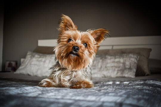 Perro Yorkshire tumbado en la cama posando. mirando con las orejas subidas 
