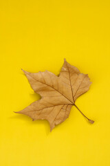 Autumn dry leaf on a plain yellow background