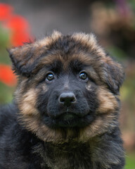 front portrait of a shepherd puppy