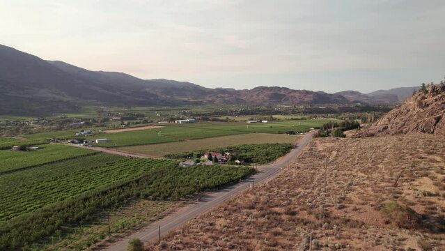 Vineyard with rows of wine grapes growing, Okanagan Valley, aerial drone footage, fields, lush valley, mountains, desert, British Columbia, Canada. 4K 4096x2304 24FPS.