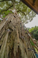 多くの鎌が刺されたご神木　鎌八幡宮