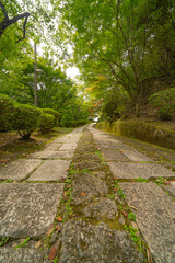 緑に囲まれた公園の遊歩道