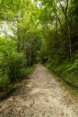 Fototapeta premium 緑に囲まれた公園の遊歩道