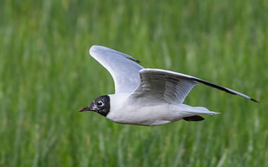Andean gull flying over green pastures
