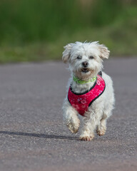 white mixed breed dog