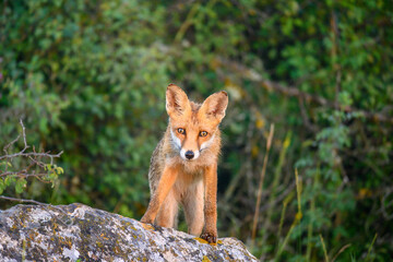 Obraz na płótnie Canvas Portrait red fox Vulpes vulpes on a beautiful background