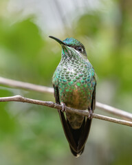 female violet fronted brilliant hummingbird on a branch