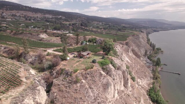 Vineyard with rows of wine grapes growing, Okanagan Valley, aerial drone footage, fields, lush valley, mountains, desert, British Columbia, Canada. 4K 4096x2304 24FPS.
