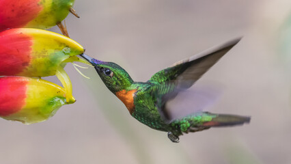 Gould's jewelfront hummingbird in flight feeding on heliconia