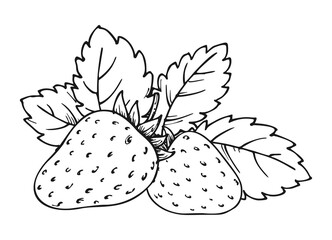 Strawberry bunch of two berries. Whole ripe wild forest berry with leaves. Tasty sweet fresh fruit. Children and adults coloring book page. Juicy strawberries handdrawn clip art black white sketch