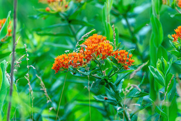 Orange Butterfly Milkweed Growing By The Pond
