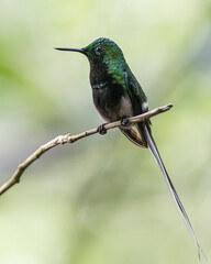 black bellied thorntail hummingbird on a branch