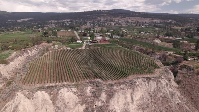 Vineyard with rows of wine grapes growing, Okanagan Valley, aerial drone footage, fields, lush valley, mountains, desert, British Columbia, Canada. 4K 4096x2304 24FPS.