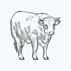 Vintage hand drawn sketch smile horn cattle