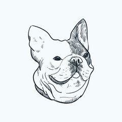 Vintage hand drawn sketch smile french bulldog