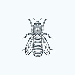 Vintage hand drawn sketch bee