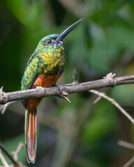 Bluish fronted Jacamar