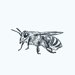 Vintage hand drawn sketch bee