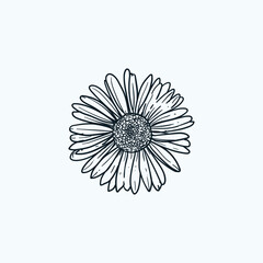 Vintage hand drawn sketch daisy flower