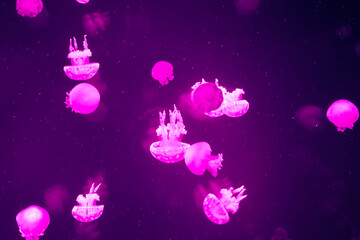 クラゲ　水族館　水槽　幻想的　抽象的　マクロ　背景　バックグランド　パターン　夢