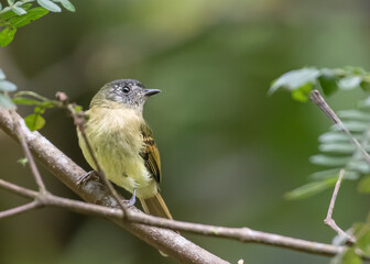 Inca Flycatcher endemic to Peru