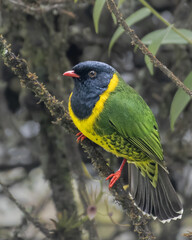 Portrait of a band tailed fruiteater perched on a branch