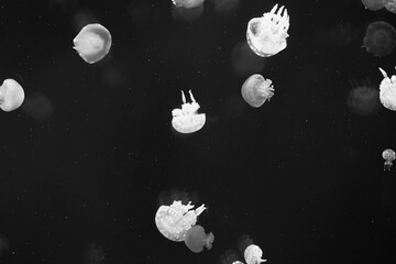 クラゲ　水族館　水槽　幻想的　抽象的　マクロ　背景　バックグランド　パターン　夢