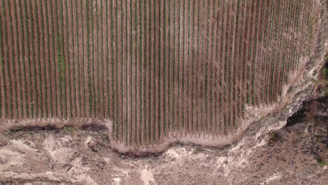 Vineyard with rows of wine grapes growing, Okanagan Valley, aerial drone footage, fields, lush valley, mountains, desert, British Columbia, Canada. 4K 4096x2304 24FPS.