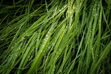 Flattened Grasses Covered In Raindrops