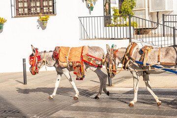 Naklejka na ściany i meble Donkey carriage in the municipality of Mijas in Malaga. Andalusia