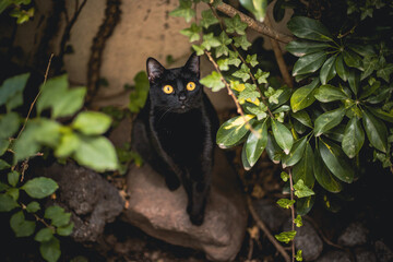 gatita negra © Haniel