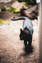 gato caminando © Haniel