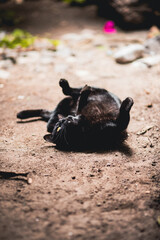 gato negro