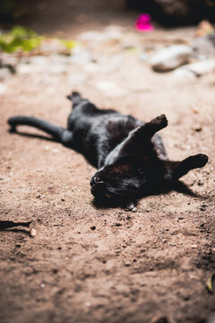 gato descansando